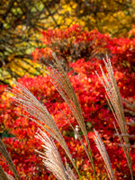 Autumn Reeds