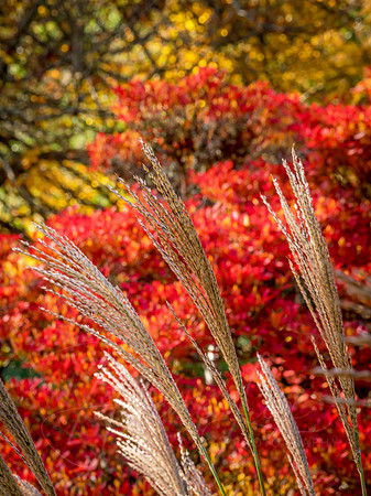 Autumn Reeds