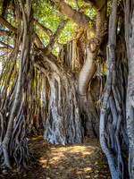 Banyan