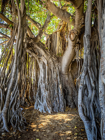 Banyan