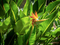 Bird In Paradise