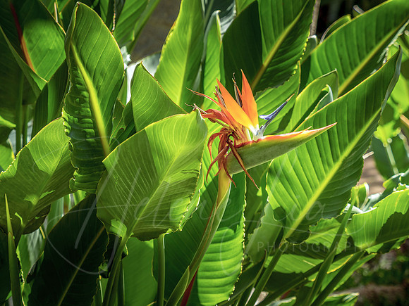 Bird In Paradise