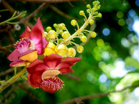 Cannonball Tree