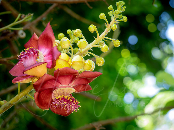 Cannonball Tree
