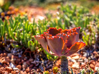 Echeveria Zorro