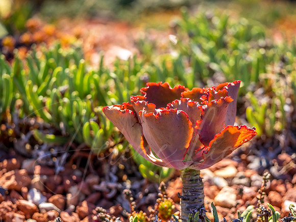 Echeveria Zorro