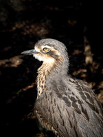Bush Stone Curlew
