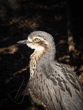 Bush Stone Curlew