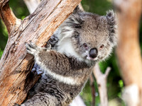 Koala II