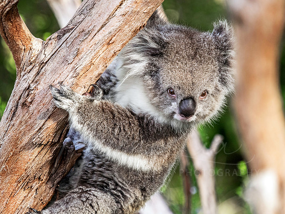 Koala II