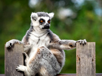 R.T Lemur