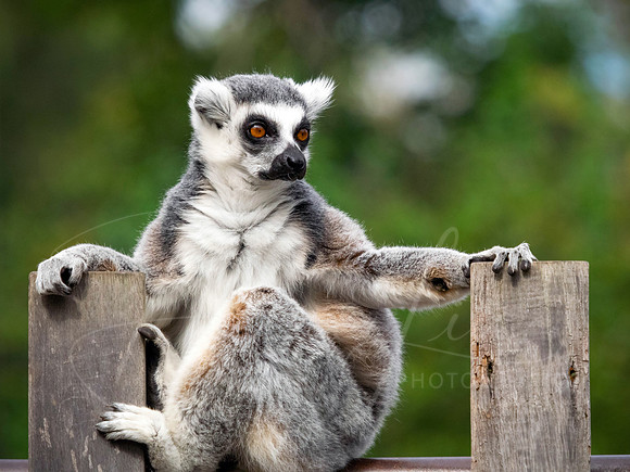 R.T Lemur