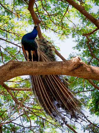 Grand Peacock