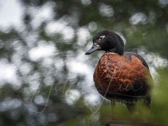 Chestnut Teal