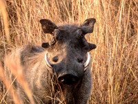 Warthog