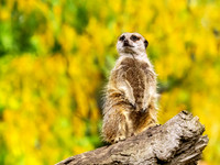 Meerkat