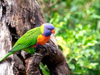 R. Lorikeet