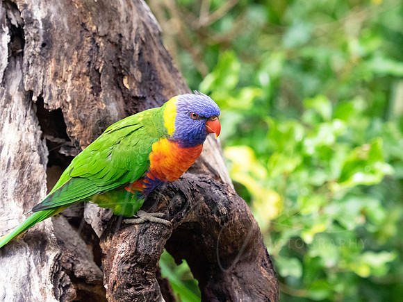 R. Lorikeet