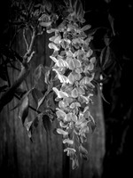 Wisteria Drop