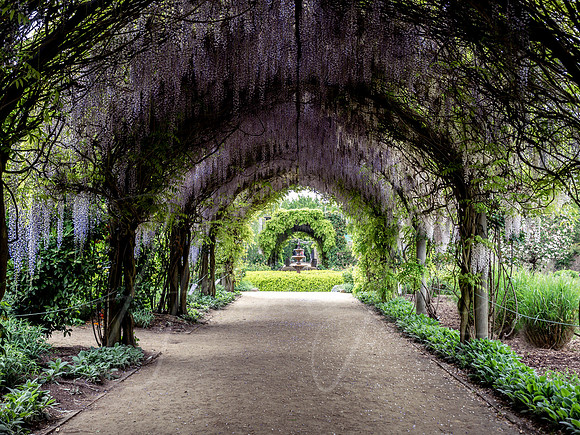Alowyn Wisteria Arch