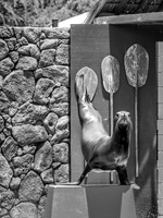 Seal