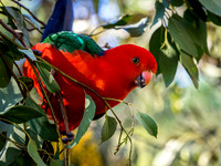 King Parrot