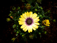 Daisy