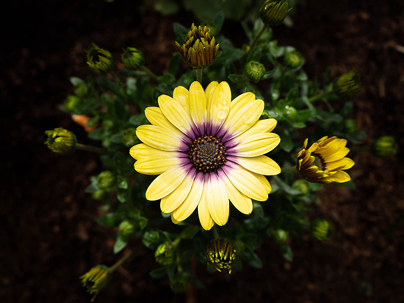 Daisy