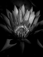 Water Lily