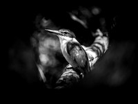 Black & White