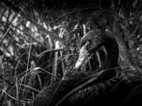 Black Swan