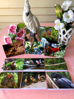 Australian Birds 10 pk $20