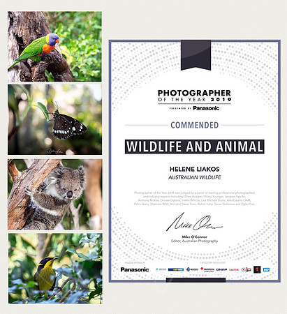 Photographer of The Year  2019 | Wildlife & Animal