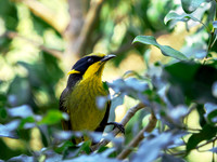 H. Honeyeater