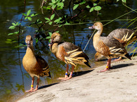 Plumed Whistling Ducks