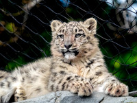 Snow Leopard