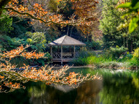 Rhododendron Garden