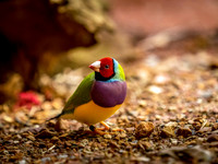 Gouldian Finch
