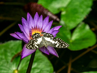 Butter Lily