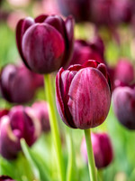 Tulip Velvet
