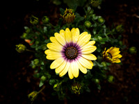 African Daisy