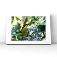 Helmeted Honeyeater $25