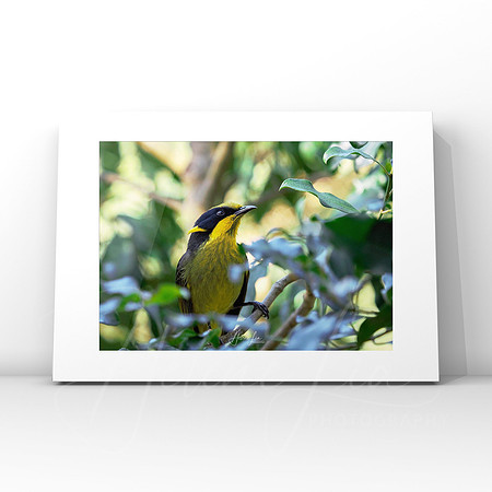Helmeted Honeyeater $25