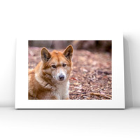 Dingo $25