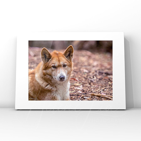 Dingo $25