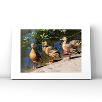 Plumed Whistling Ducks $25