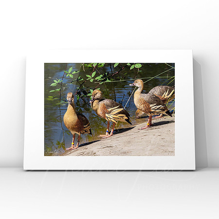 Plumed Whistling Ducks $25