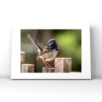 Superb Wren $25