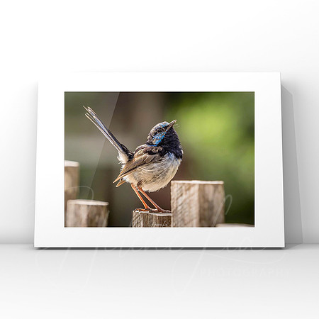 Superb Wren $25