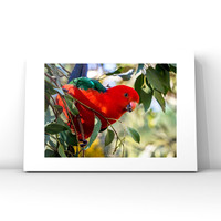 King Parrot $25